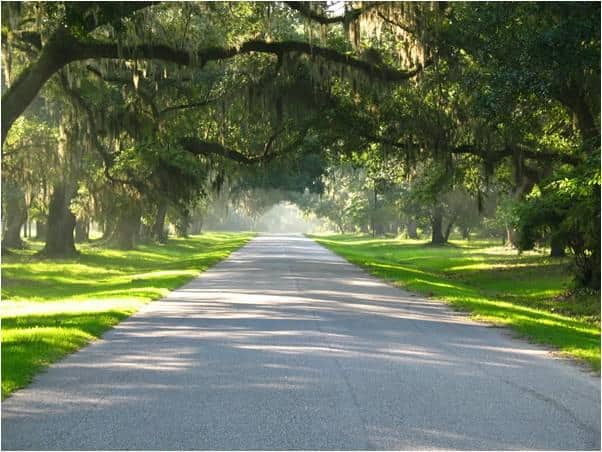View of Oak Allee at Mepkin Abbey